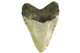 Fossil Megalodon Tooth - North Carolina #149410-2
